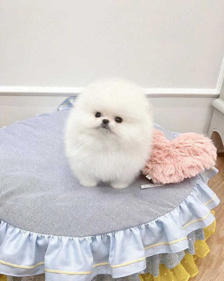 Pomeranian mini toy