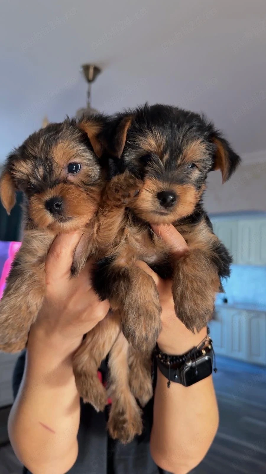 yorshireTerrier