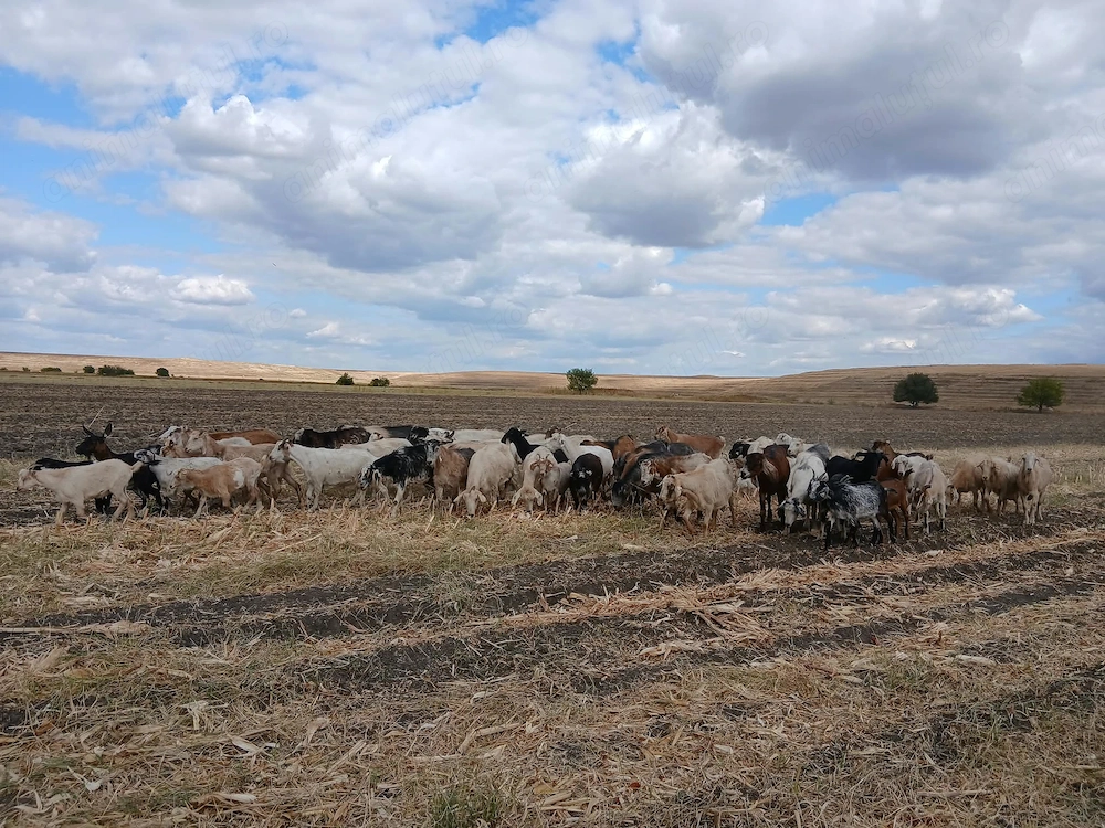 Capre de vanzare 