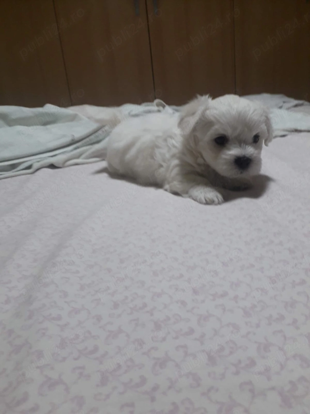 Bichon malteztalie mica