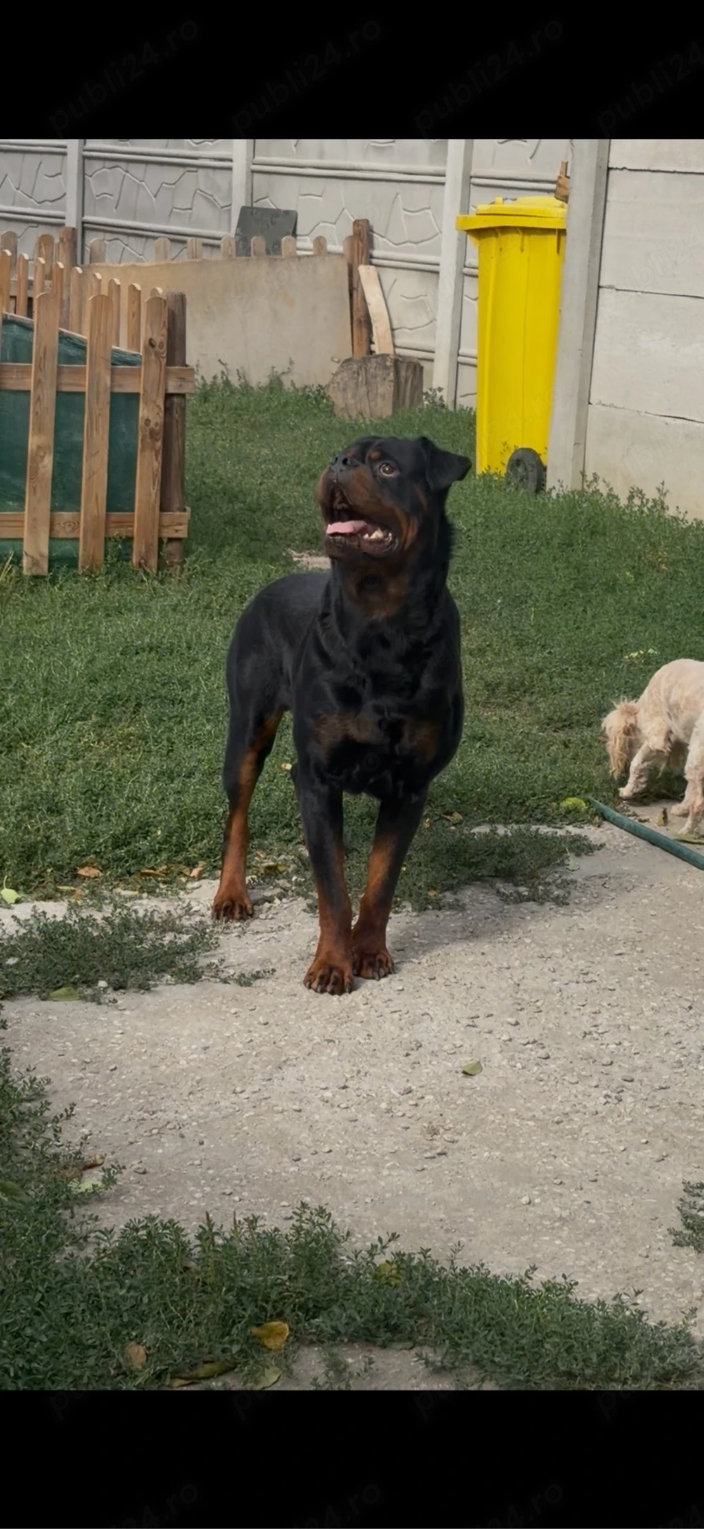 vand mascul rottweiler cu pedigree