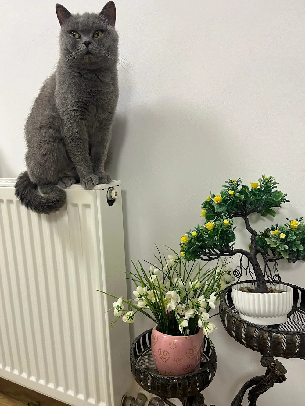 Pisica british shorthair blue