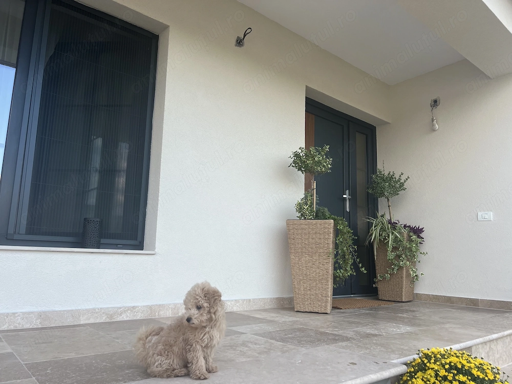 Vând cățel maltipoo!