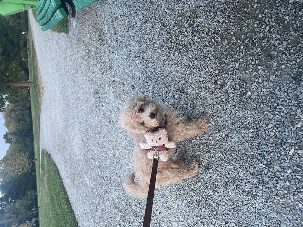  Vând cățel Maltipoo !