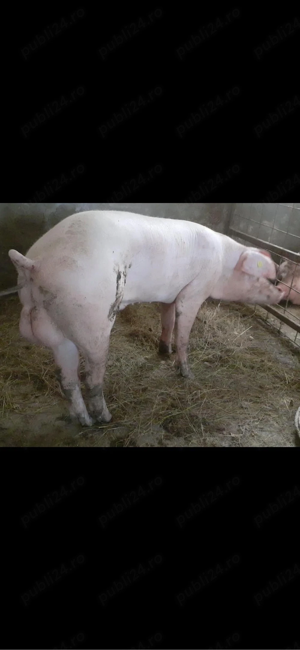 porci     