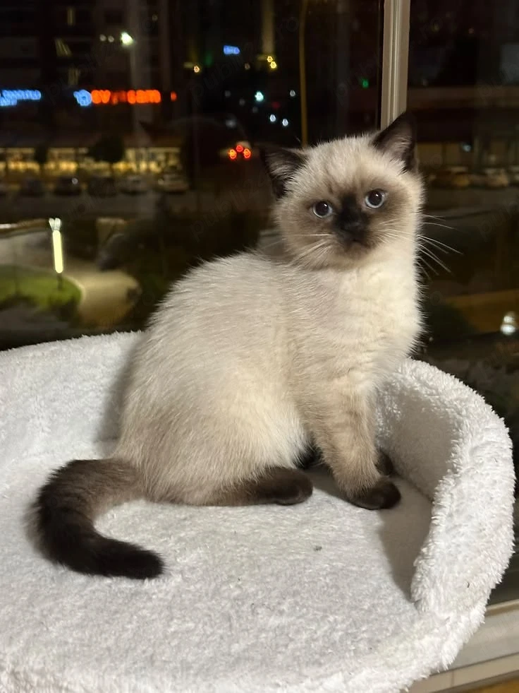 Britihs shorthair