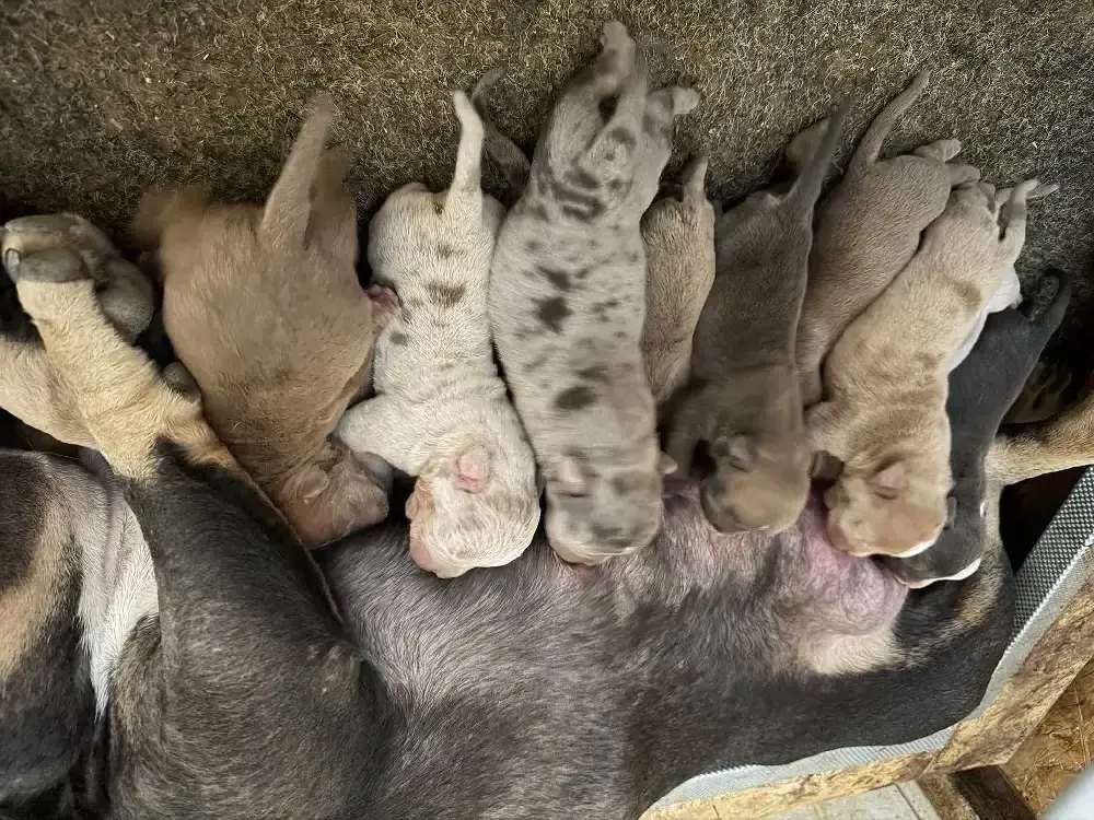 american bully Pocket