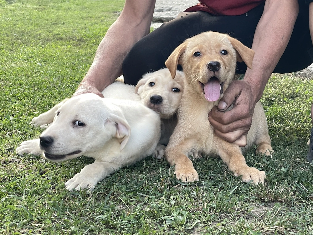 labradori retriever pui