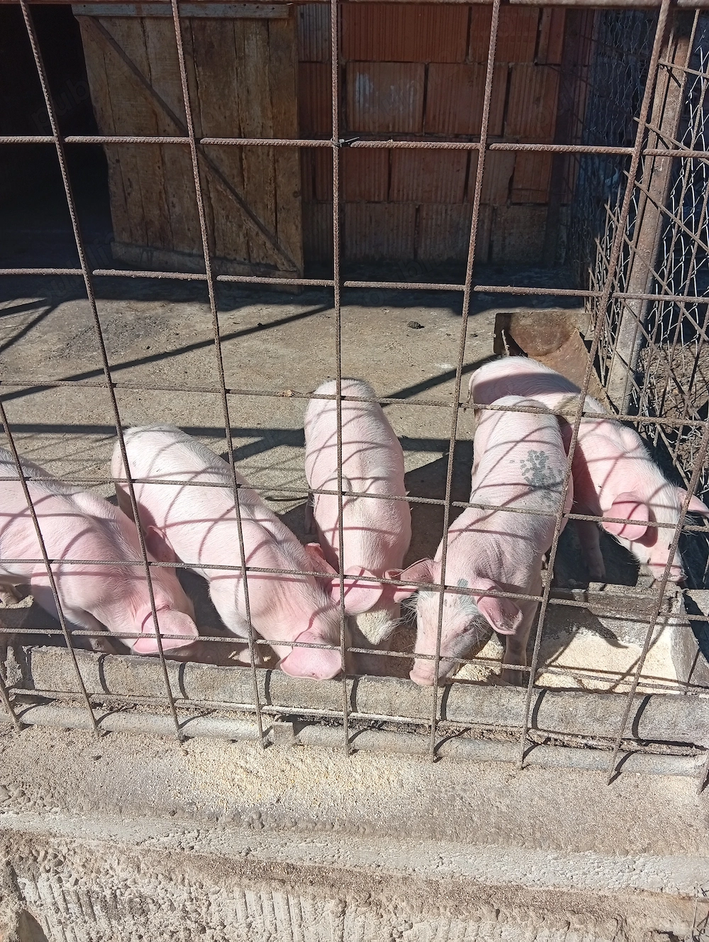 Vând purceii de 8 săptămâni 