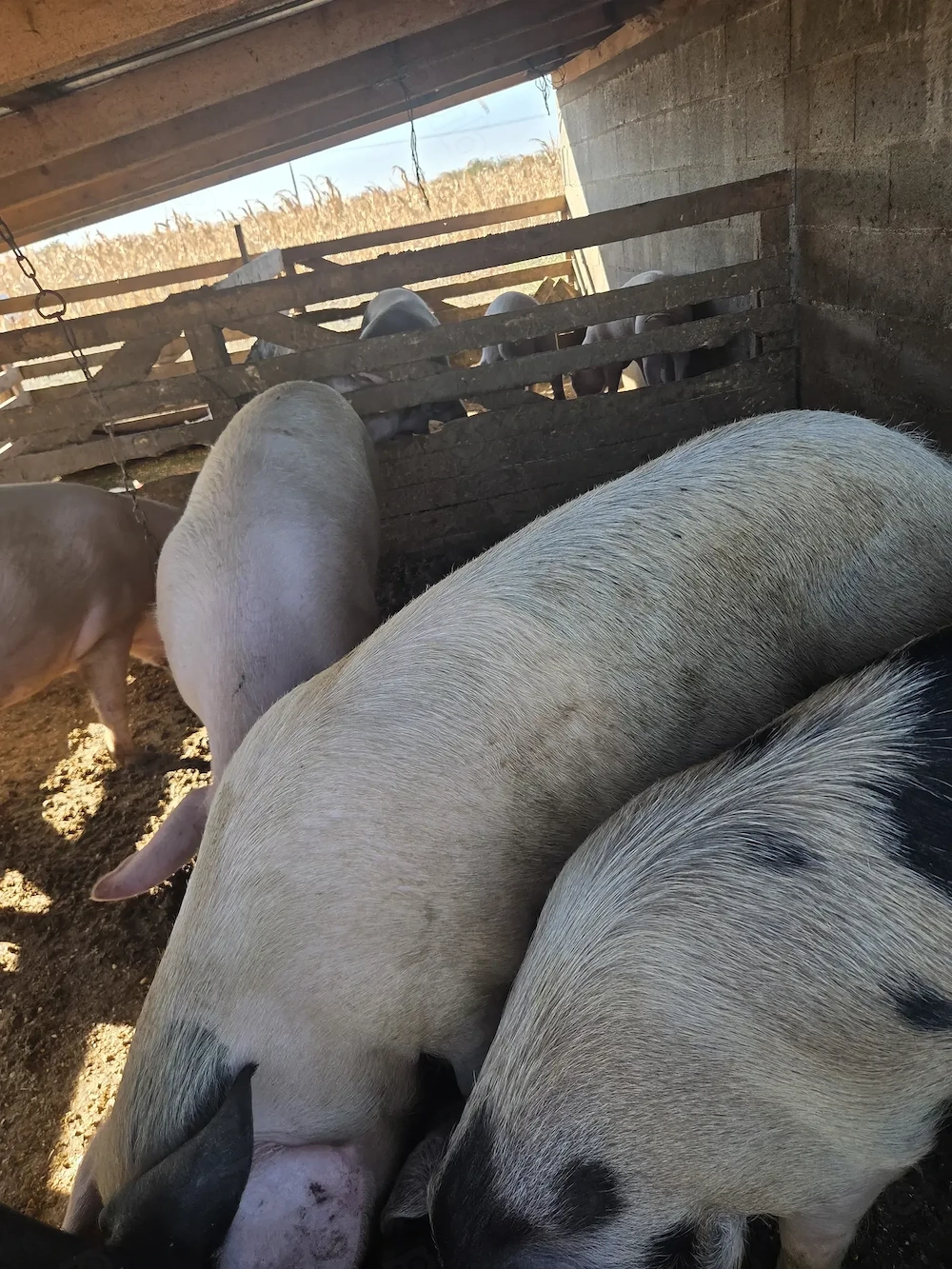Porci de vanzare