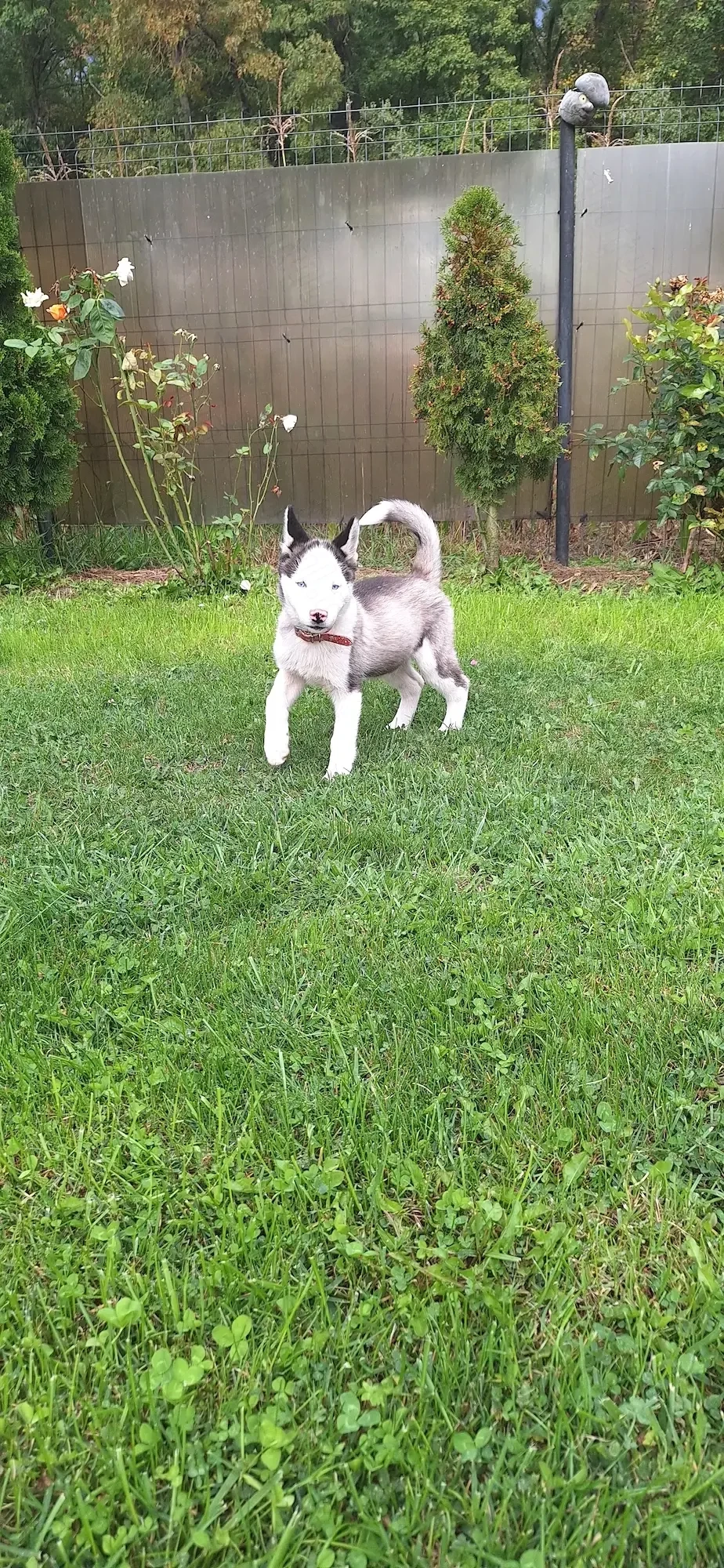Husky 3 luni cu părinți cunoscuți!