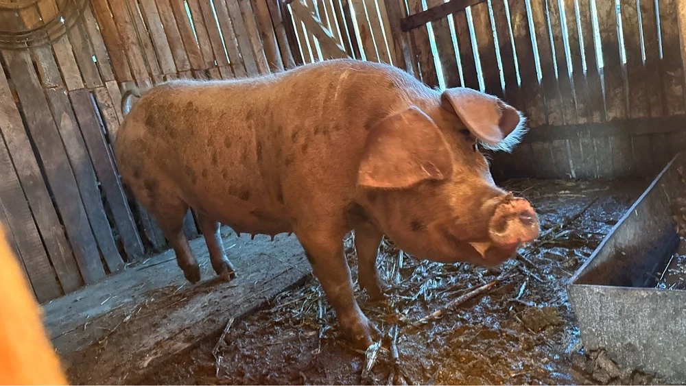 porci de vanzare in viu