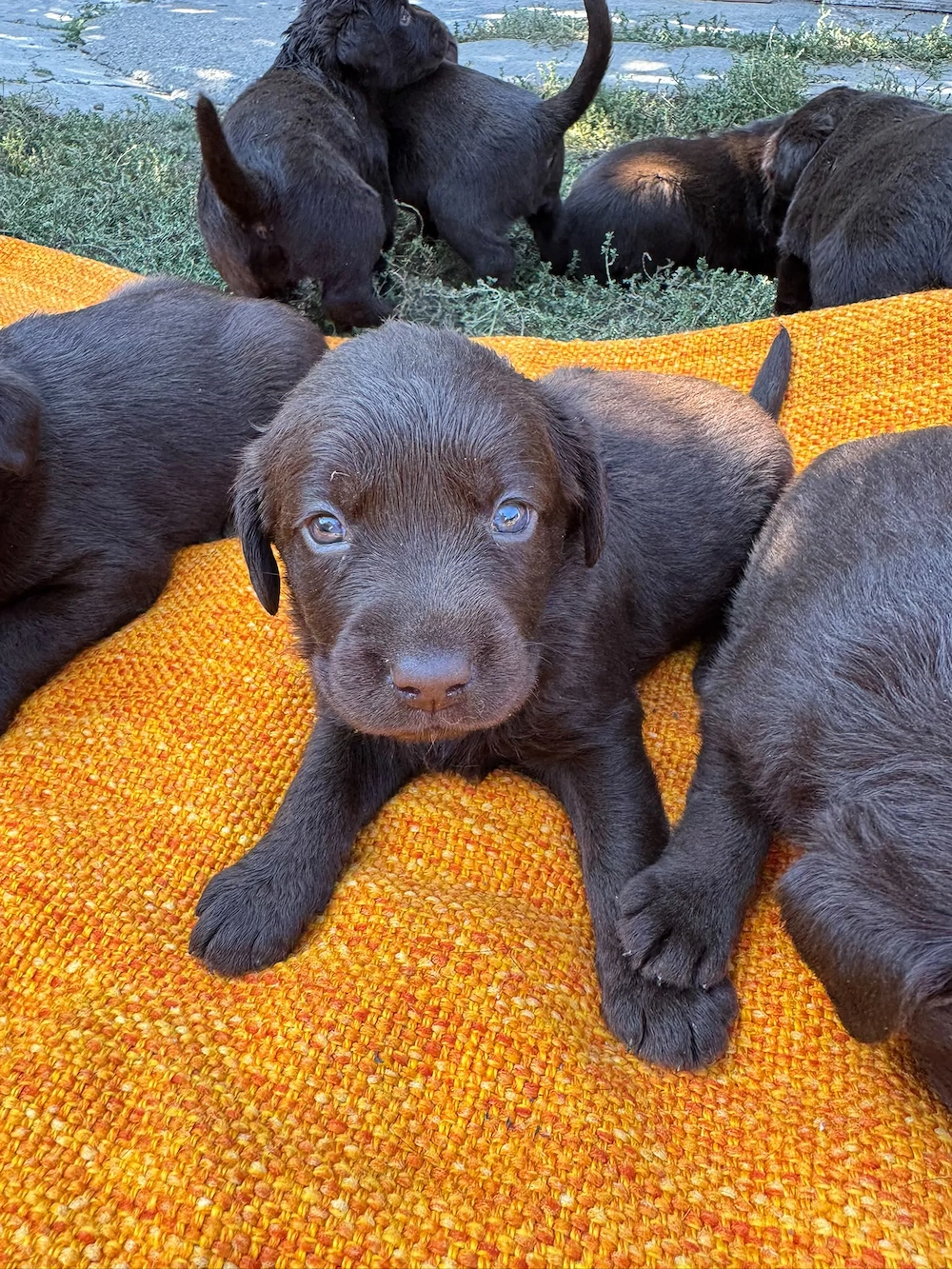 Pui Labrador Retriever, 7saptamani   disponibili București