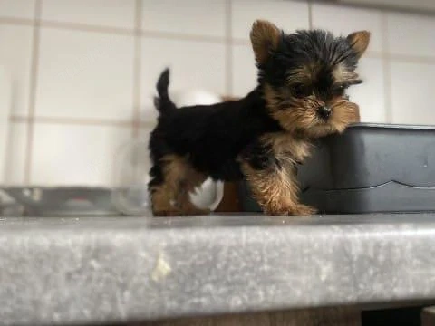 Yorkshire terrier pui