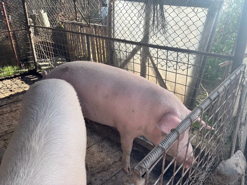 Porci de vanzare