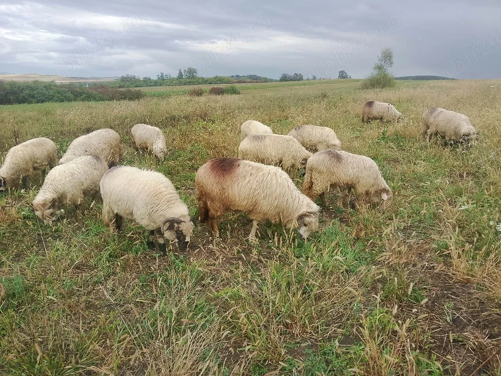 De vanzare oi