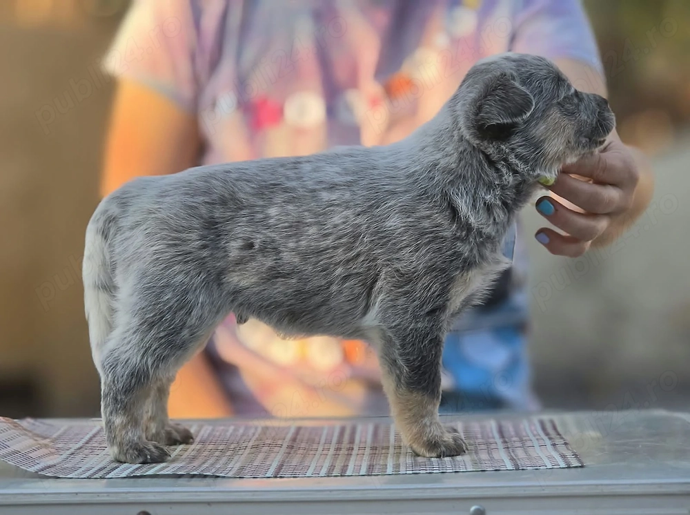 Australian Cattle Dog -mascul