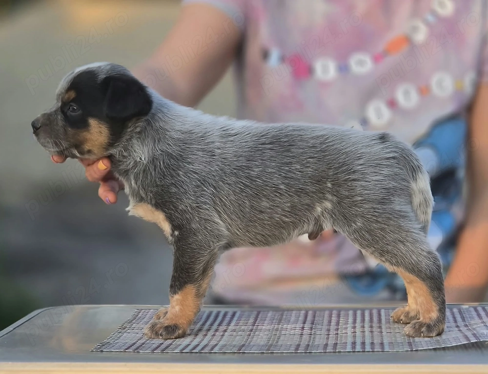 Australian Cattle Dog - mascul