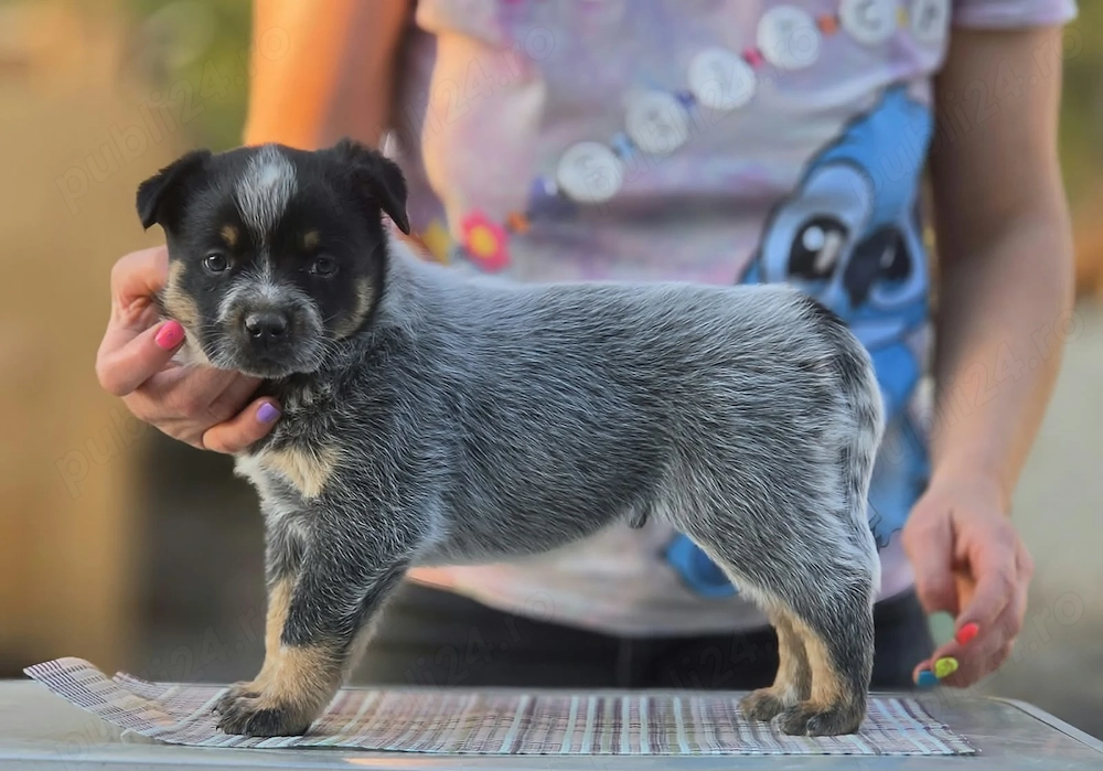 Australian Cattle Dog  - mascul