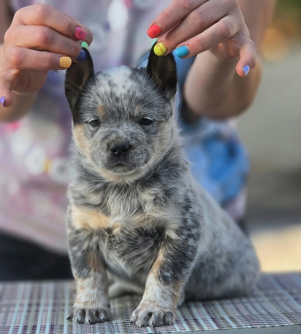 Australian Cattle Dog  - mascul