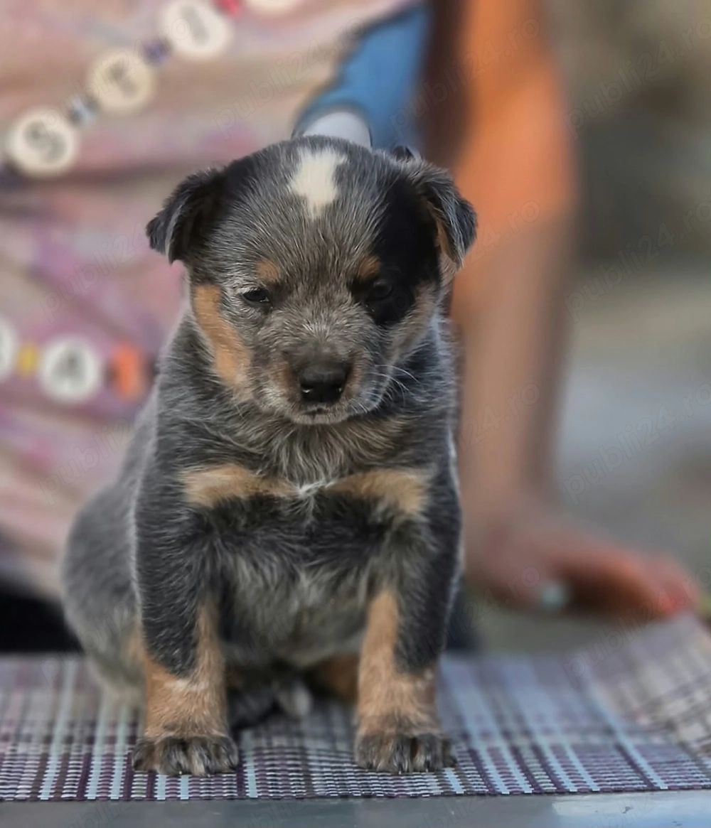 Australian Cattle Dog  -mascul
