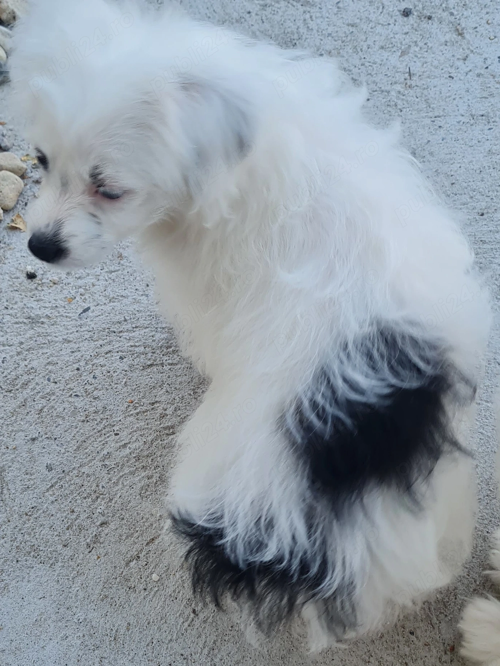 Cățelușa  Bichon Havanez 