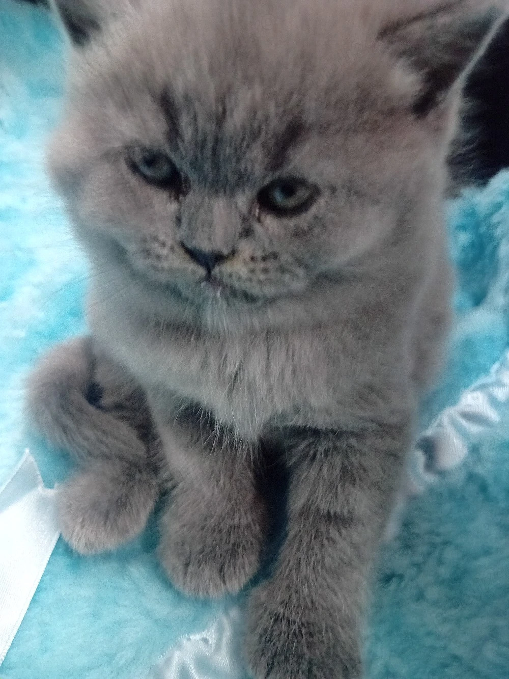 Puiuti deosebiti ,british Shorthair  blue