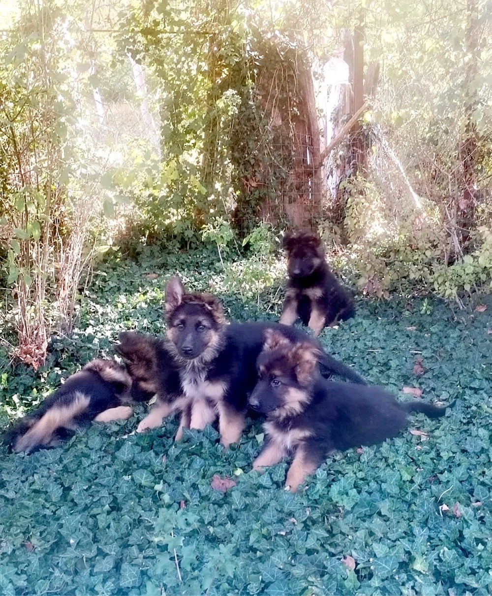 Puișori de ciobănesc german