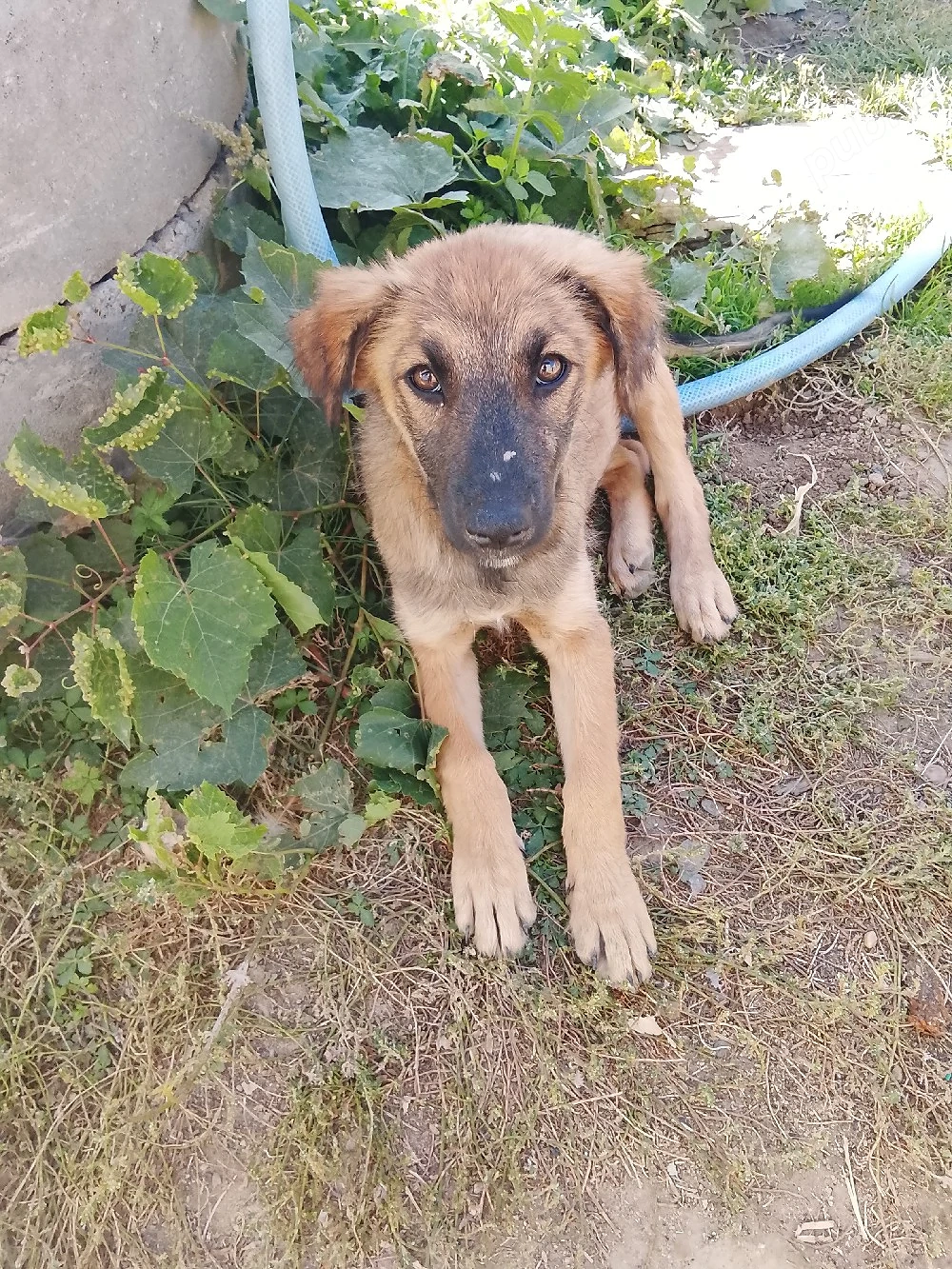 vânzare cățelușa   