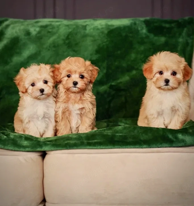 Maltipoo - Canisa Autorizata - Se pot vedea azi la locatie