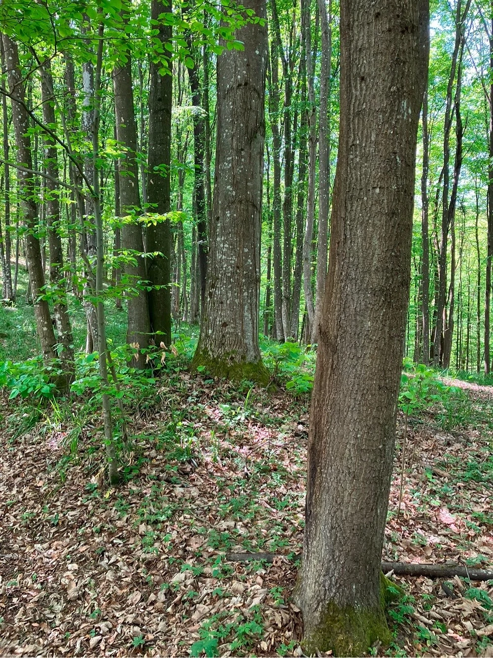 Vand 10 Hectare Padure Fag Tei Carpen 