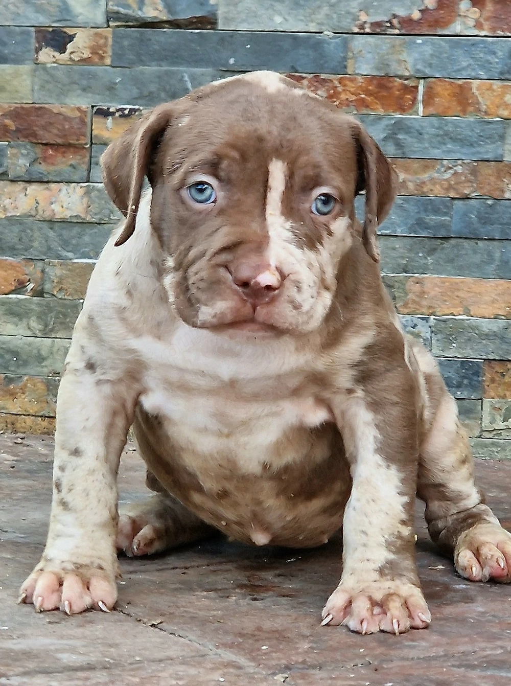 Vand American Bully xl