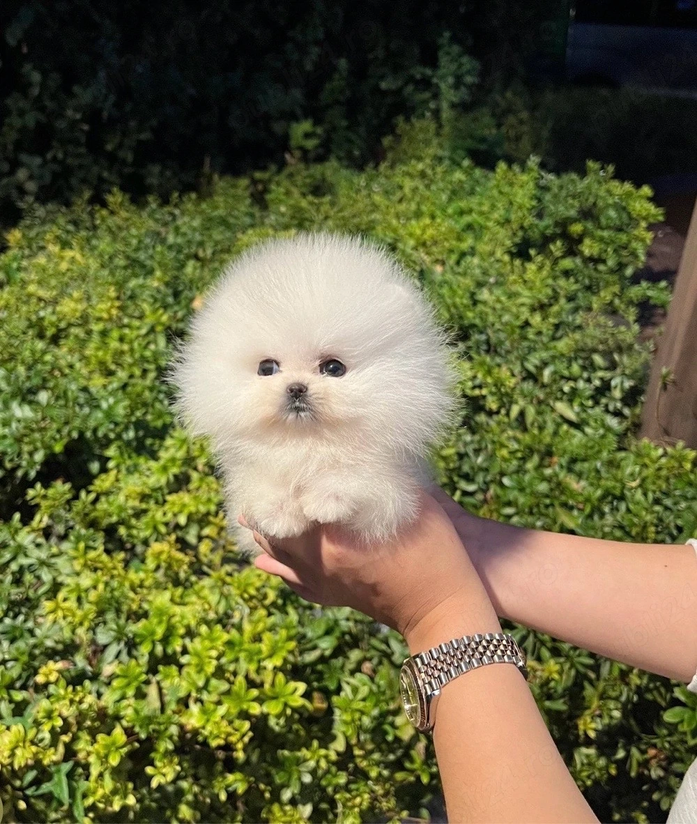 Pomeranian talie mica 