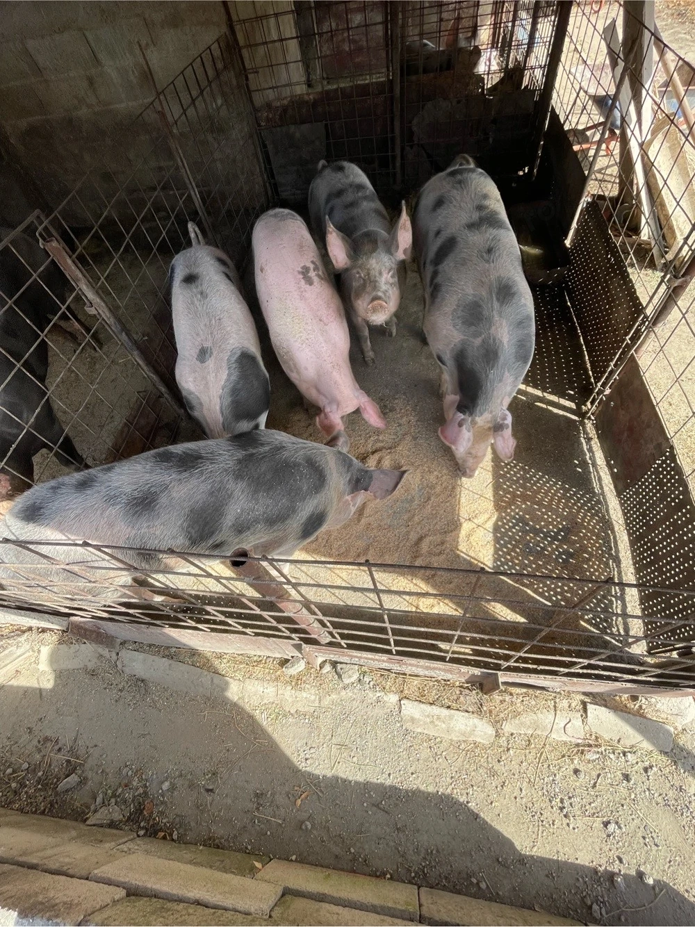 Vand porci