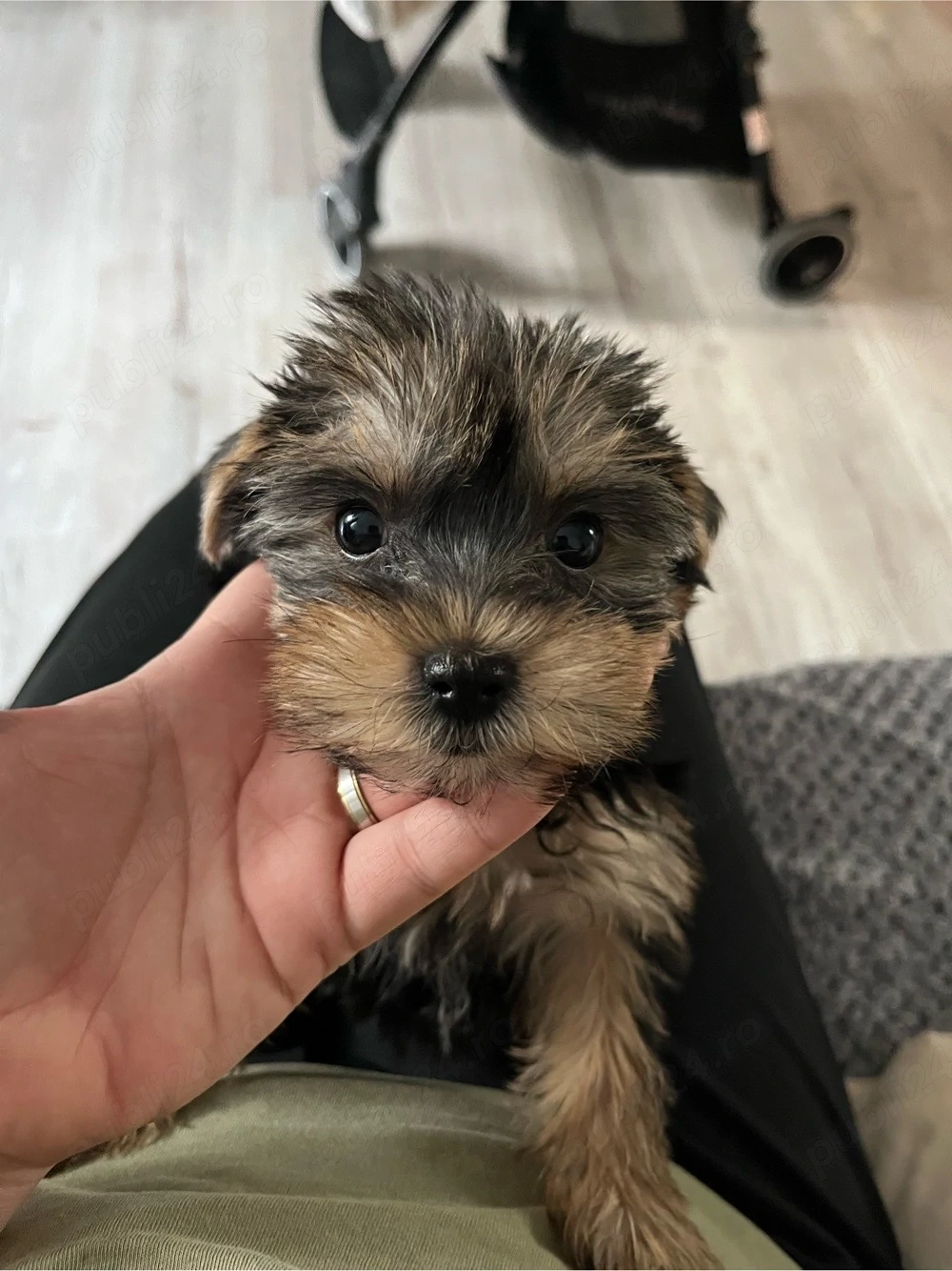 Pui Yorkshire Terrier 1 mascul si 1 femela