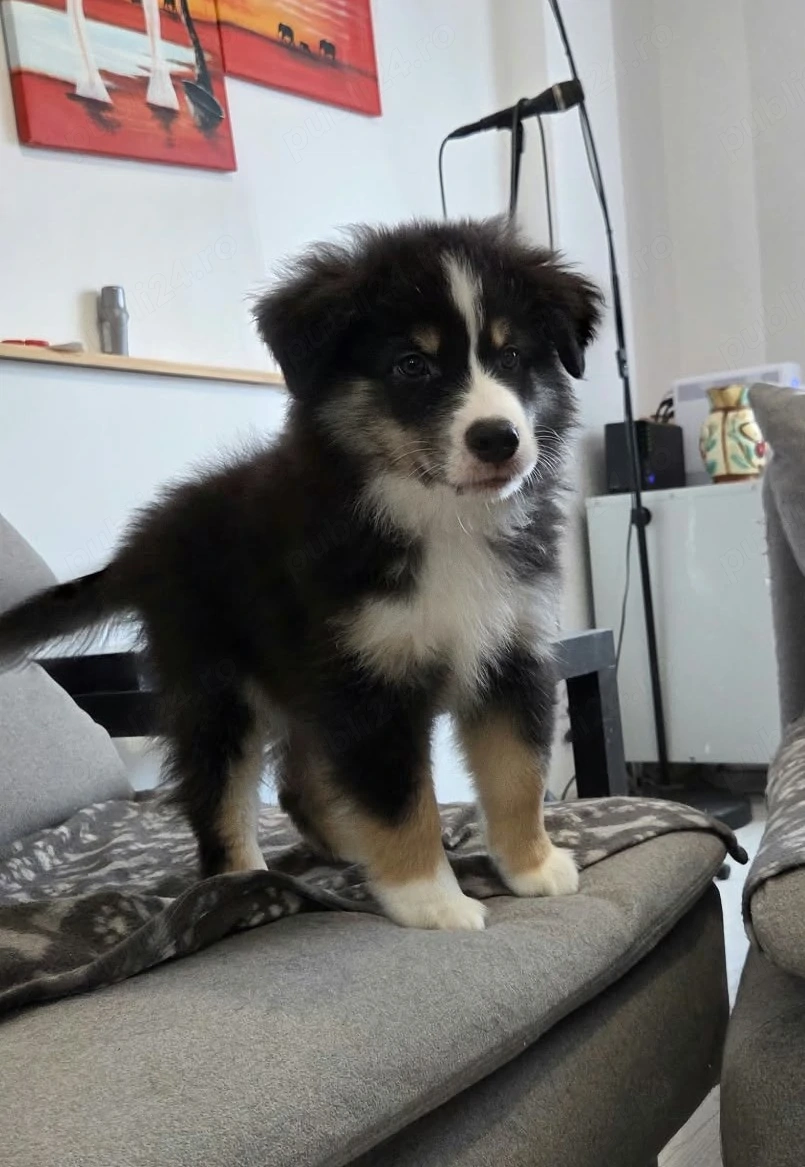 Miniature American Shepherd (mini Australian Shepherd) cu pedigree 