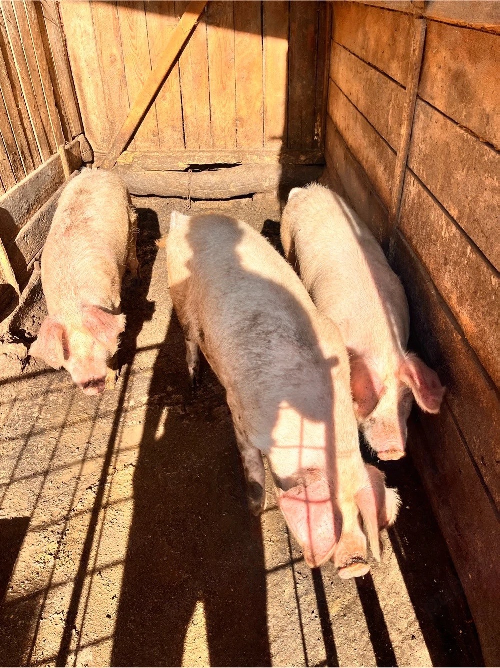 vand 3 porci 
