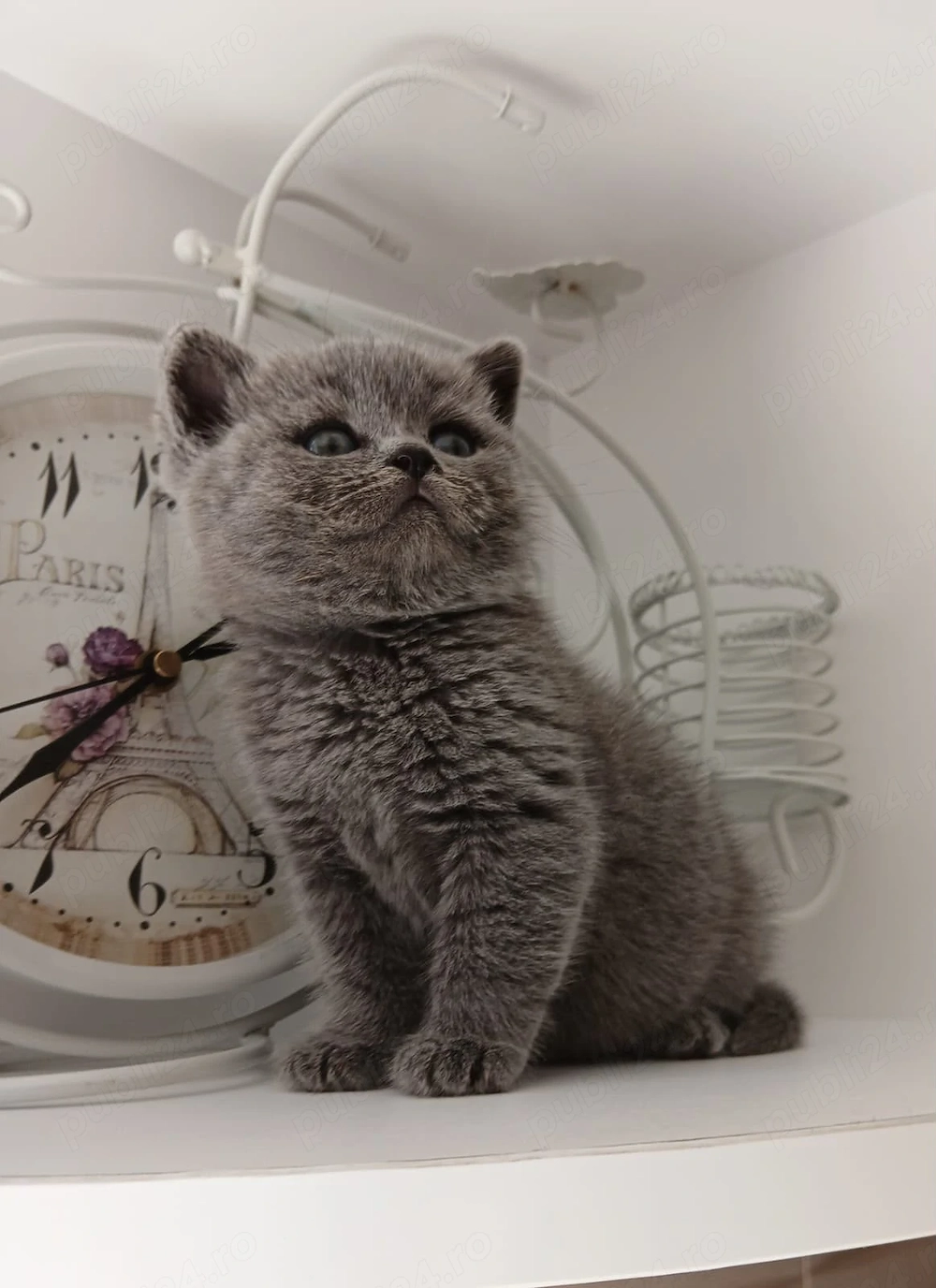 Pui british shorthair blue