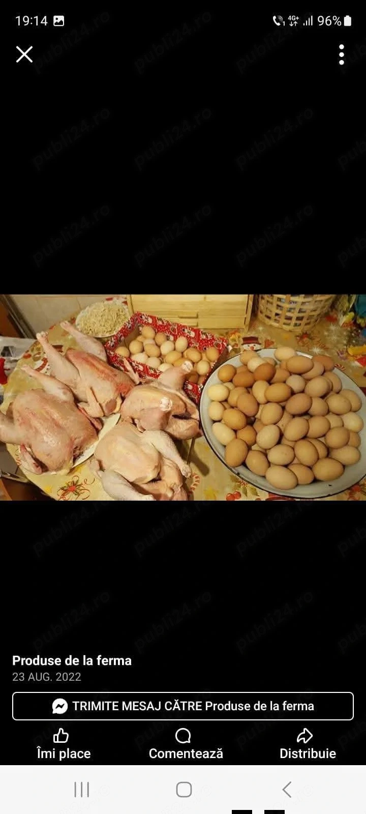 Vând găini bio 100la 100 natural