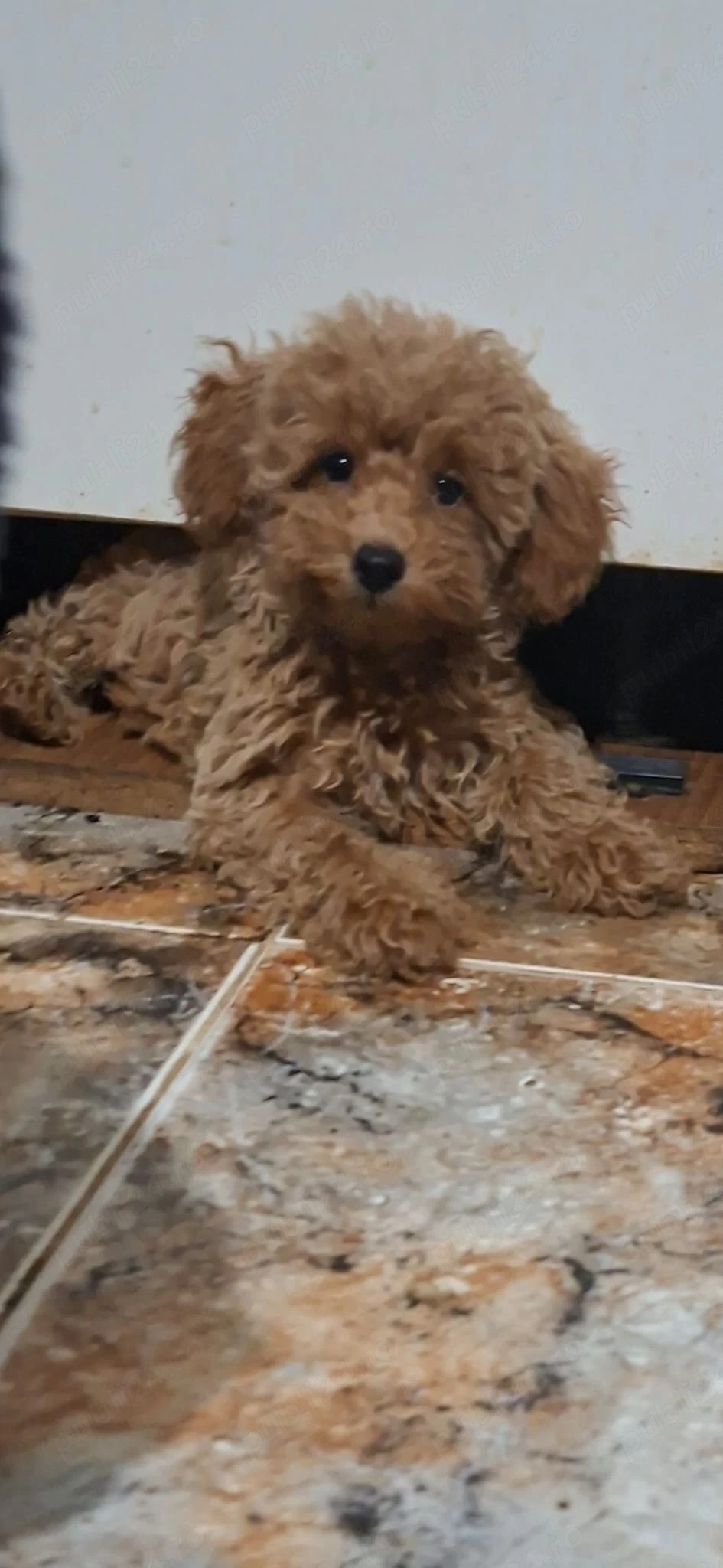 Pudel mini toy