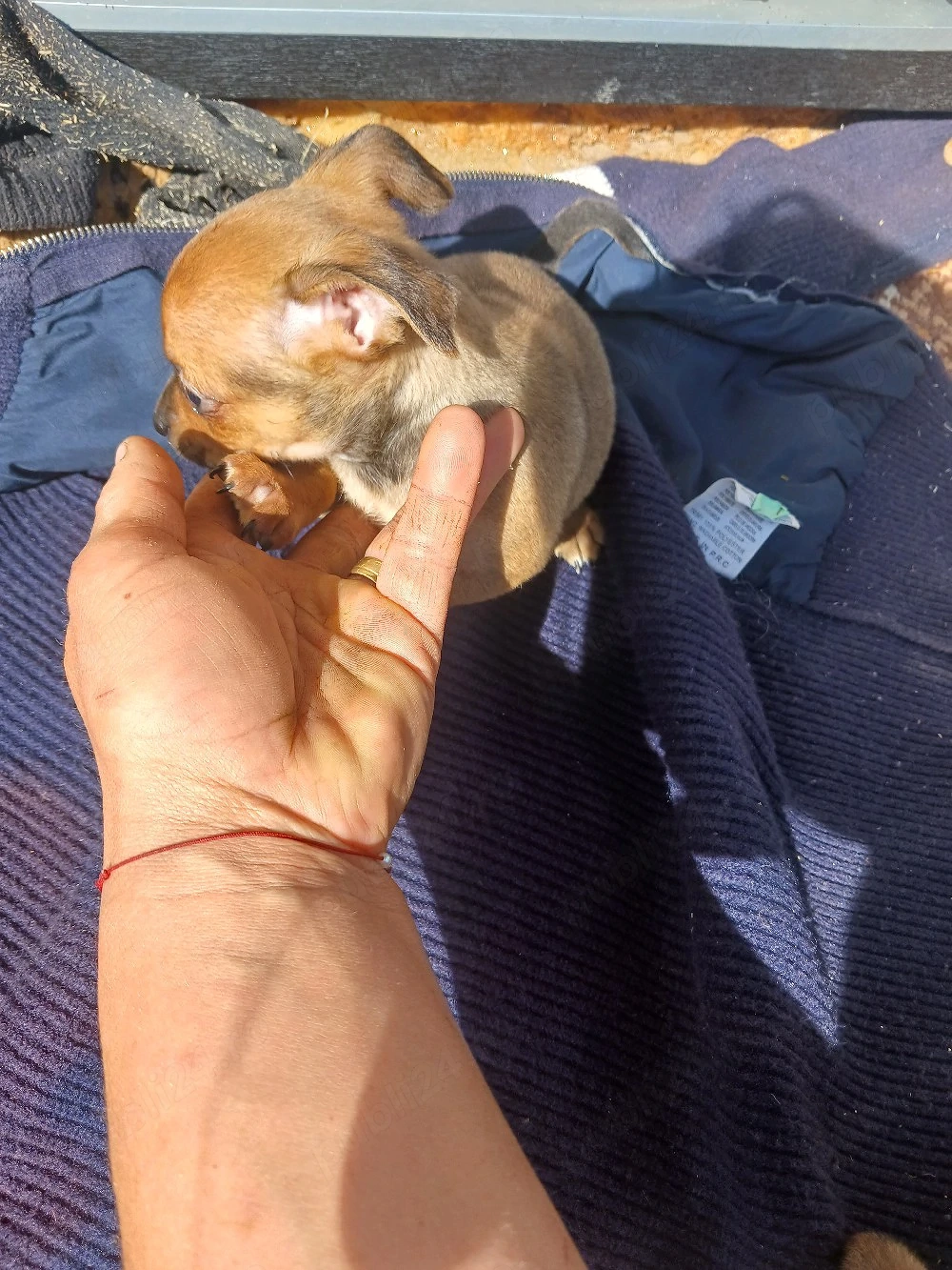 catei chihuahua 