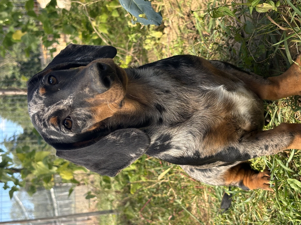 Câine Teckel Arlechin