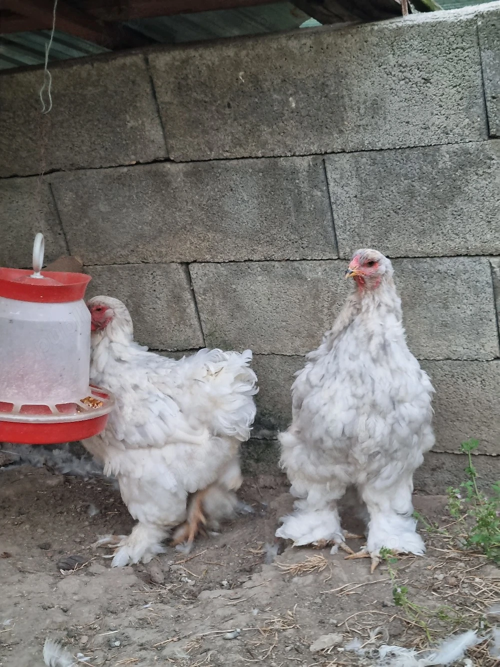 Brahma splash pe albastru