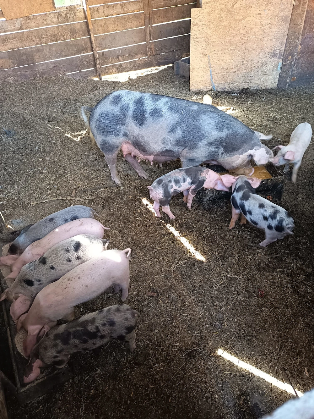 Caută casa noua