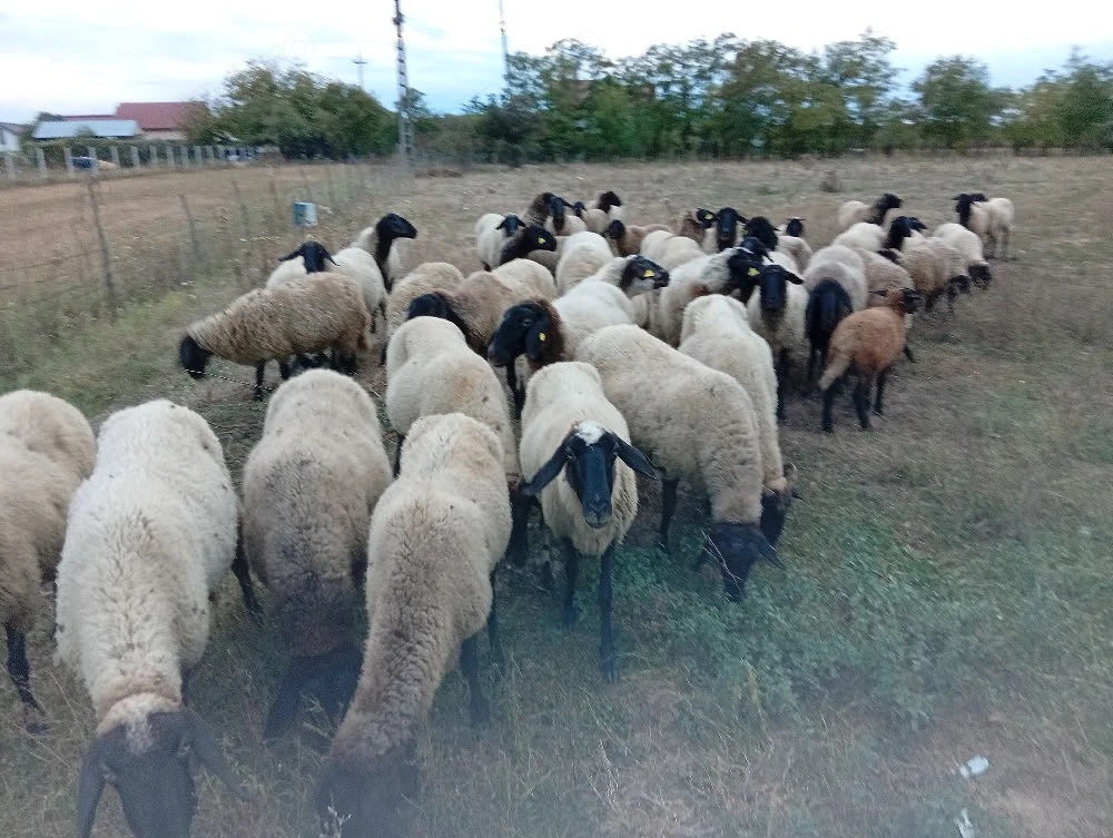 Oi de vanzare rasa Carabaș