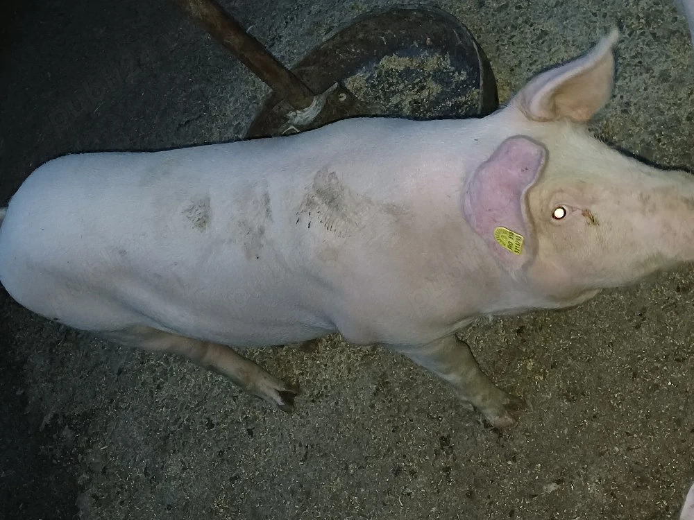 Porci de carne
