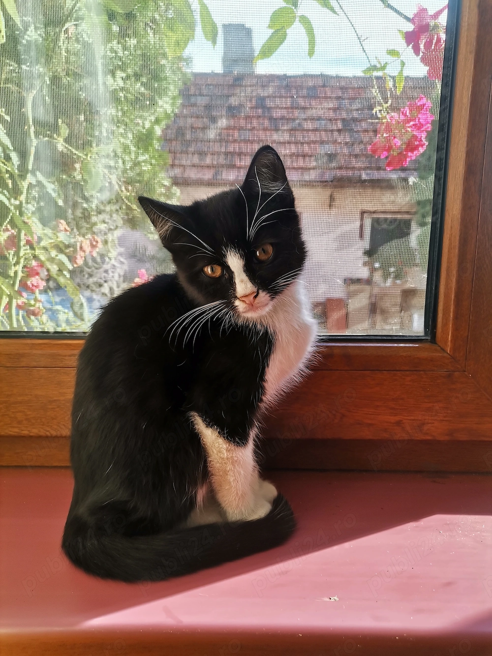 Motănel negru adopție 