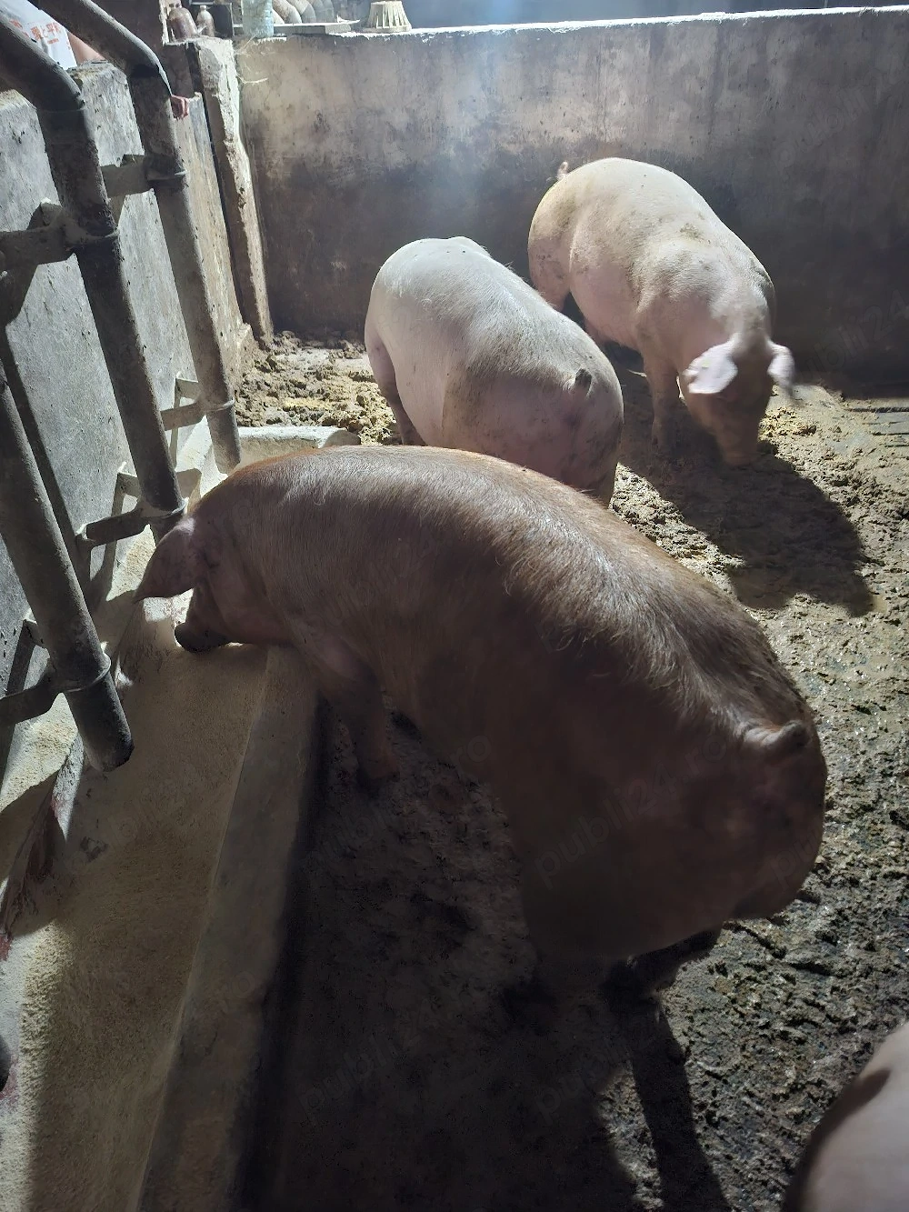 Vând porci crescuți în gospodărie 150kg-190 kg