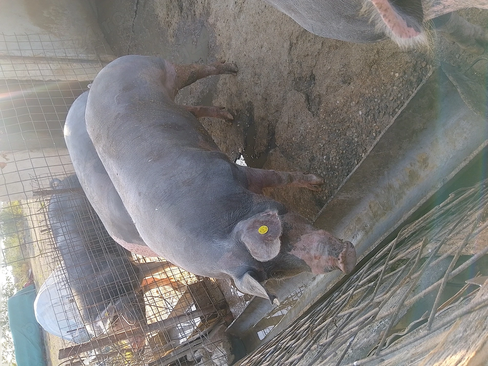 Porci de vânzare 