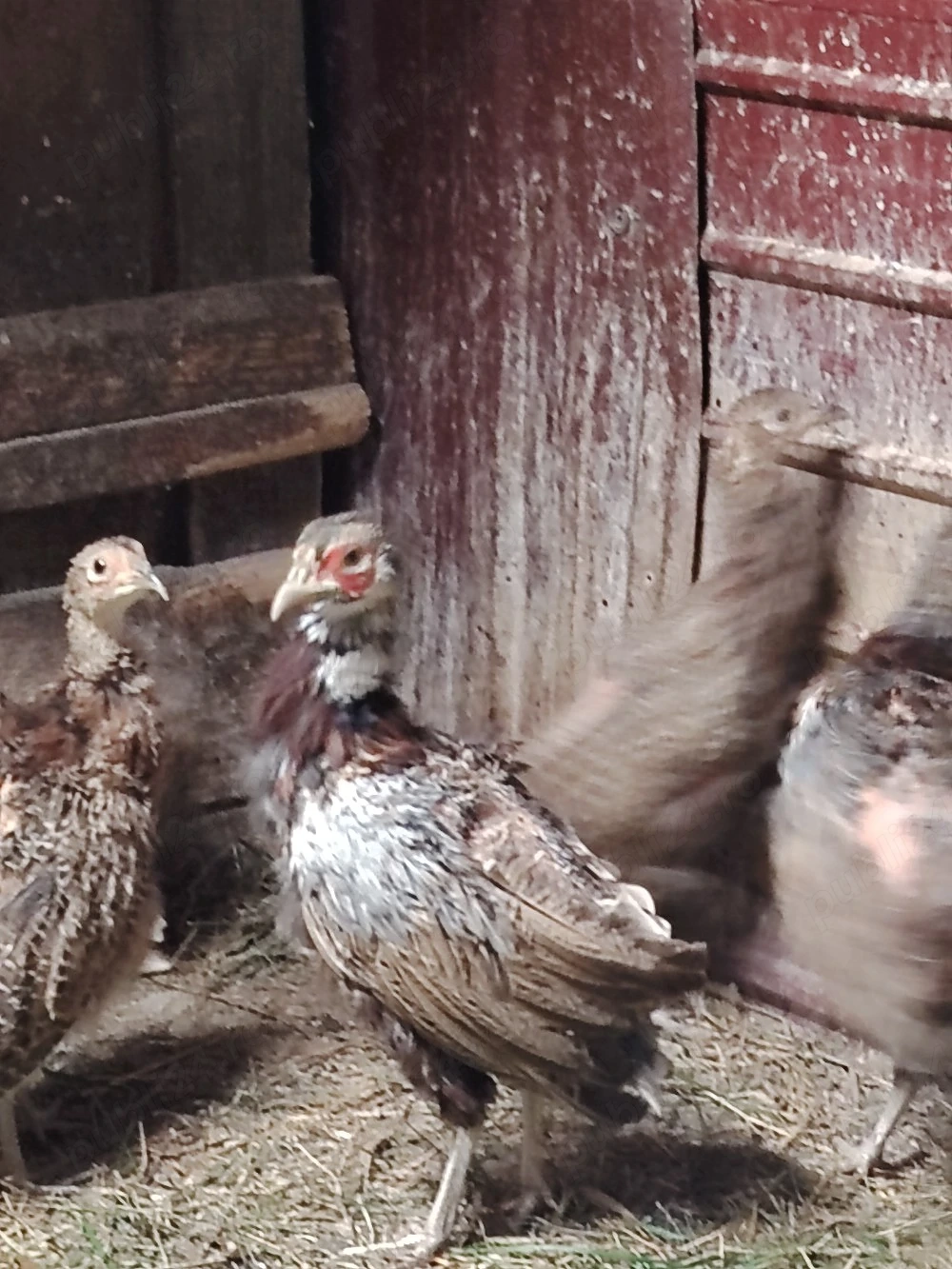 Vind fazani